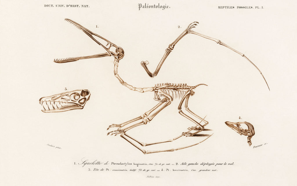 Anatomie Ptérosaure