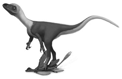 Sinocalliopteryx dinosaure rapide