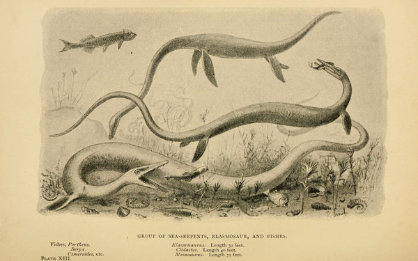 Classification de l'Elasmosaurus