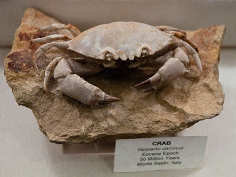 crabe dinosaure