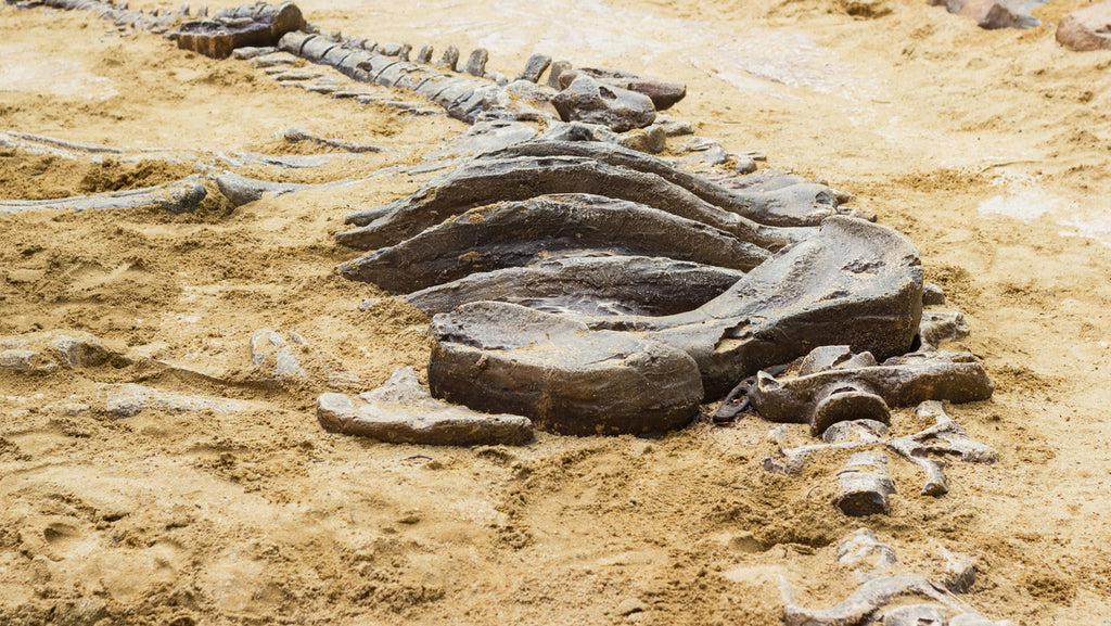 Découverte fossiles du crétacé