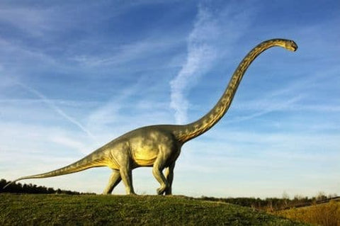diplodocus dinosaure herbivore