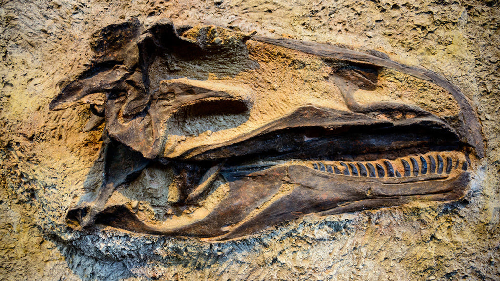 Fossile de Allosaurus