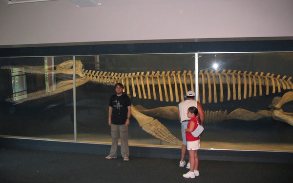 Fossile Liopleurodon