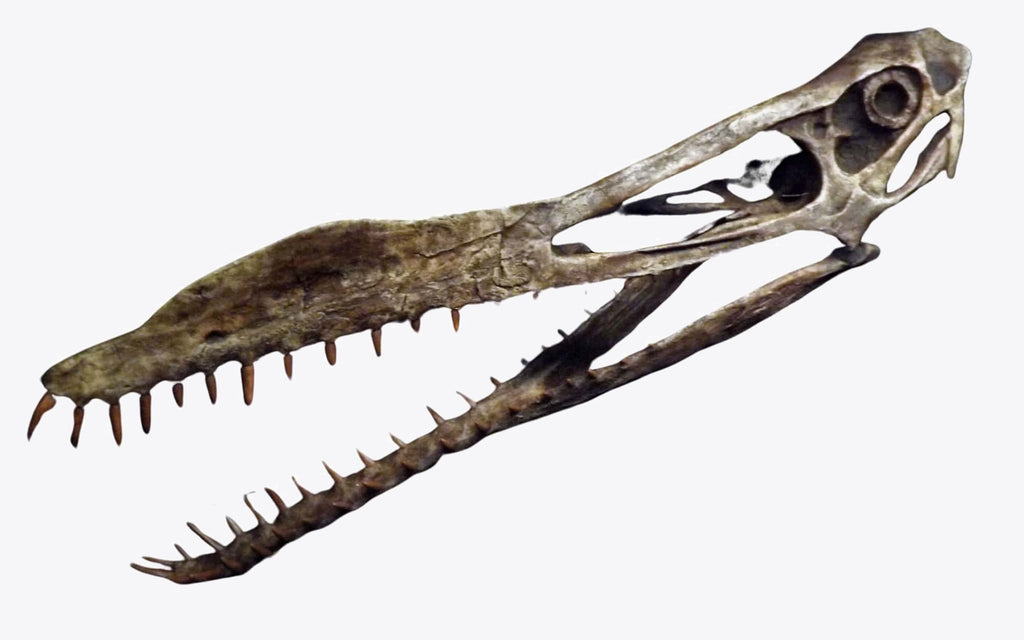 Fossile ptérosaure