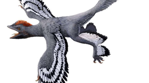 les dinosaures avaient des plumes 
