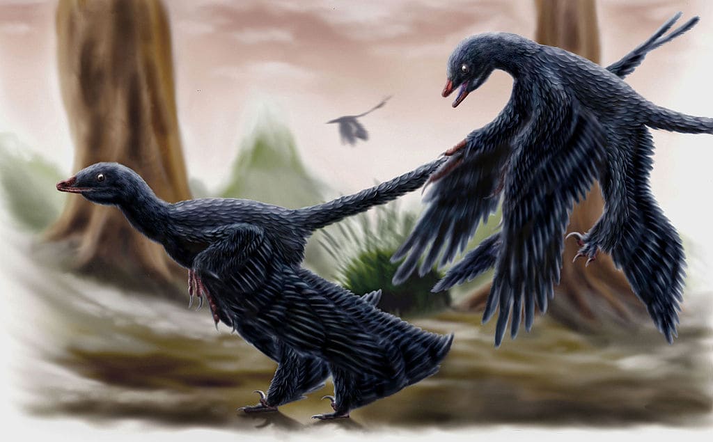 microraptor chassant dans la nature