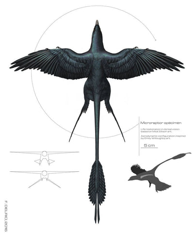 Anatomie microraptor