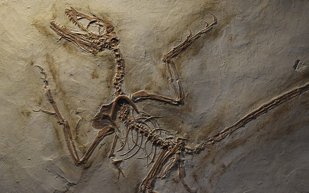 Microraptor découverte des fossiles