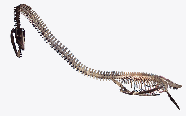 Squelette d'un Elasmosaurus