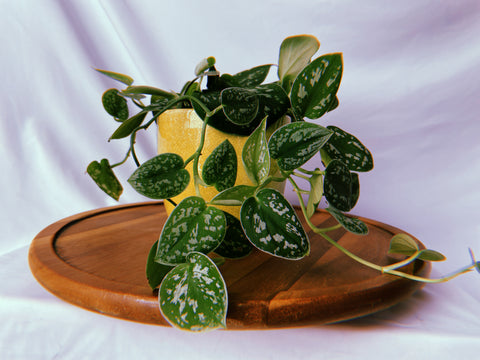 Satin pothos potted in yellow ceramic pot on wooden tray against white background