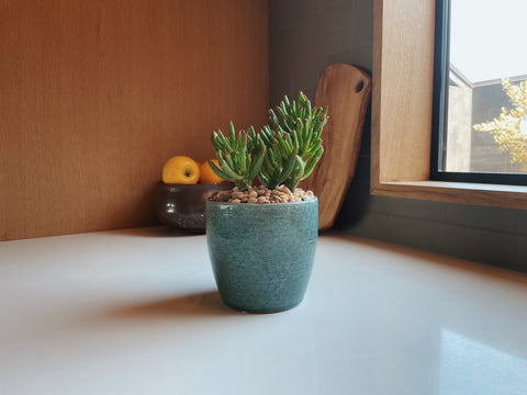 potted succulent plant on a well lit kitchen counter