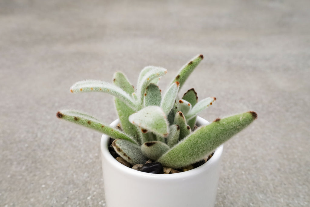 A small green, fuzzy succulent on a grey concrete background in signature minimalistic The Nice Plant pot.