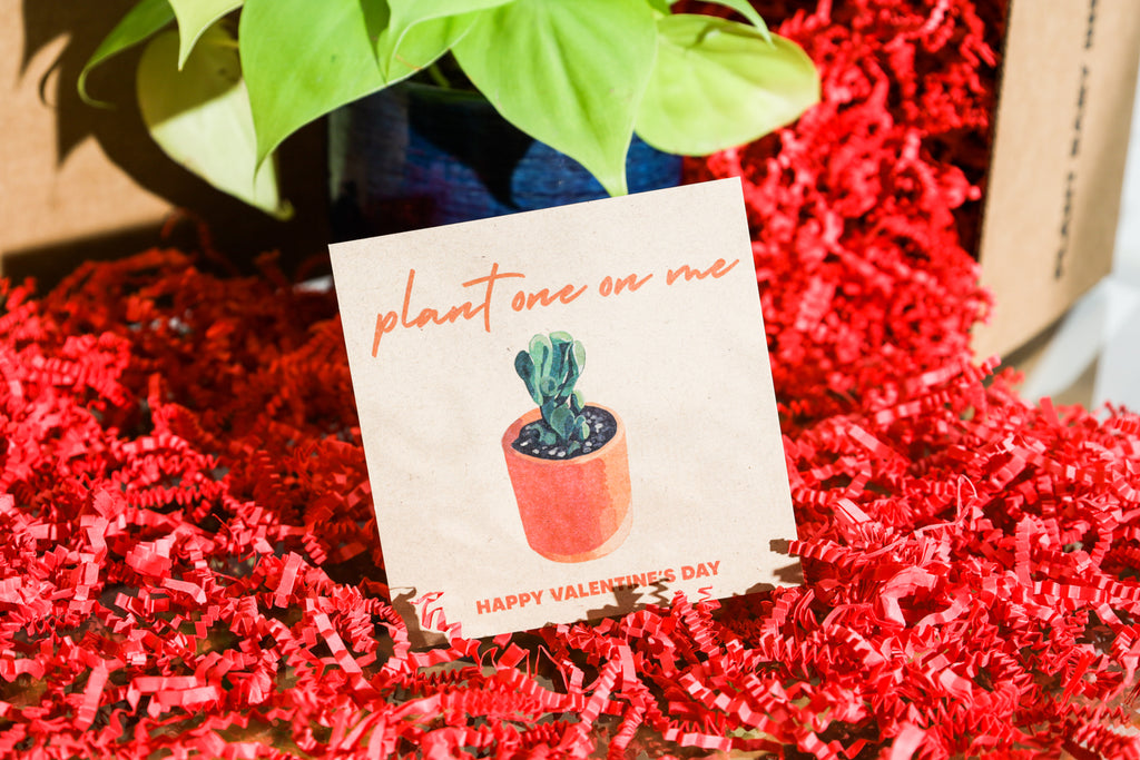 A small card reads "plant one on me" in script and "HAPPY VALENTINE'S DAY" with The Nice Plant's Valentine's Day packaging and a neon pothos.