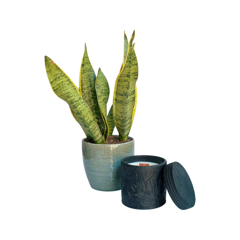 snake plant potted in a soft turquoise colored planter next to a black candle vessel
