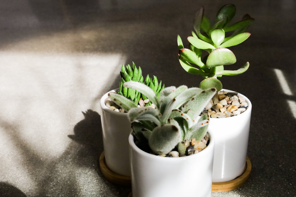 Three Succulents sitting in the shadows in traditional The Nice Plant planters and bamboo holders.
