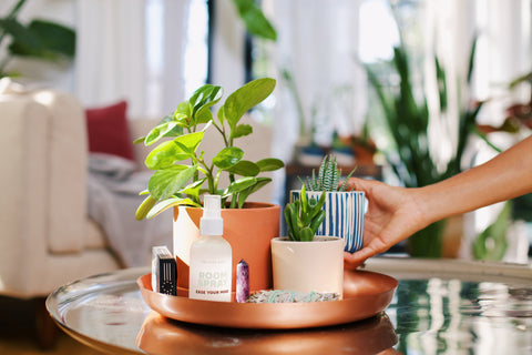 Coffee table with potted succulent plants, candle, room spray and a hand placing another plant on the table