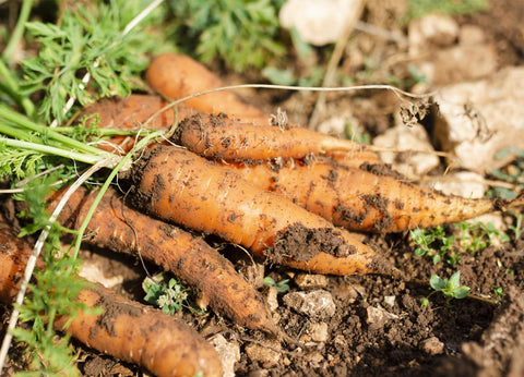 Organic Carrots growing in Garden