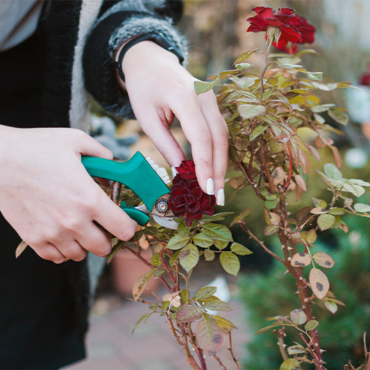 removing deadheads on roses