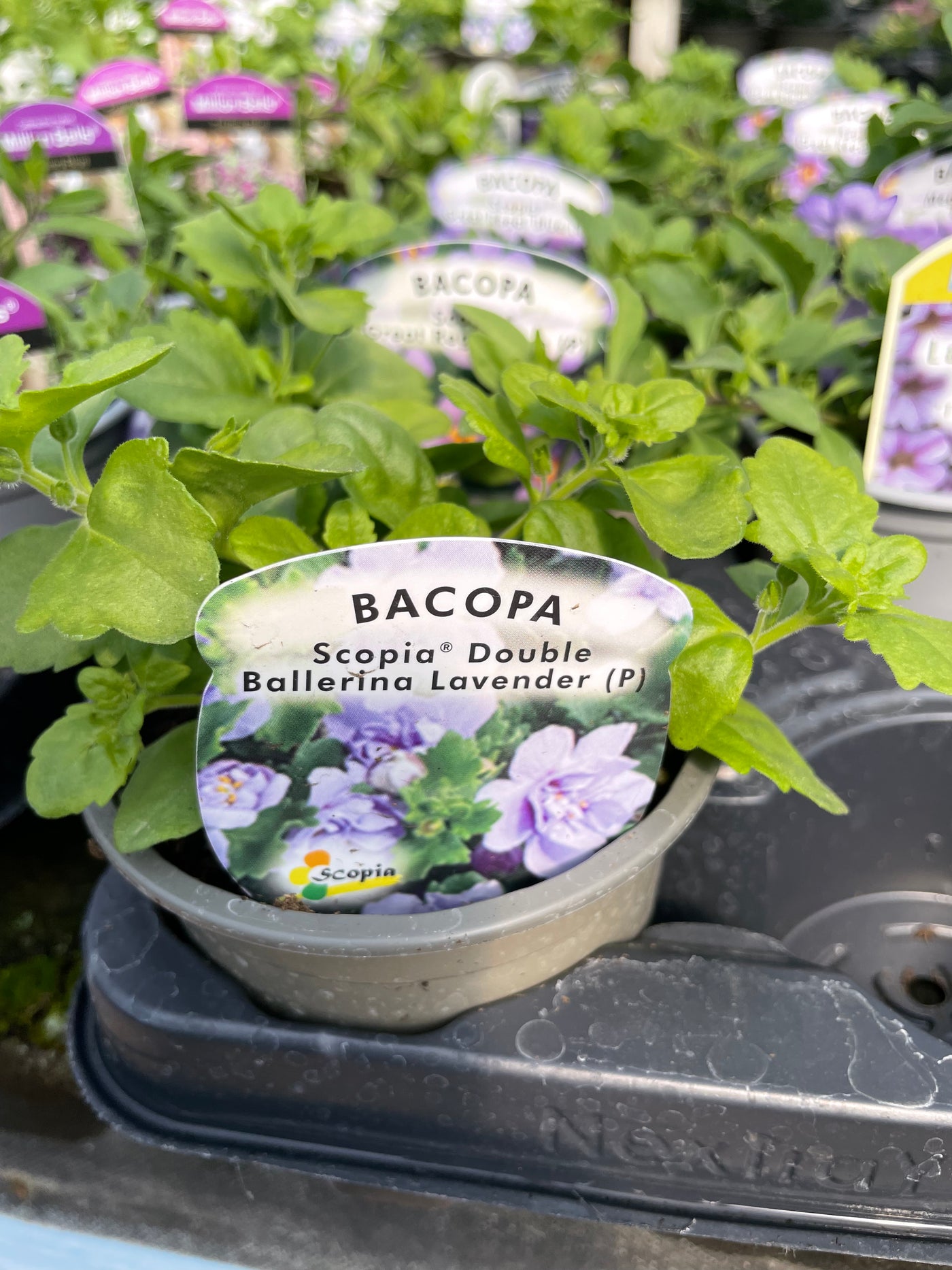 purple bacopa