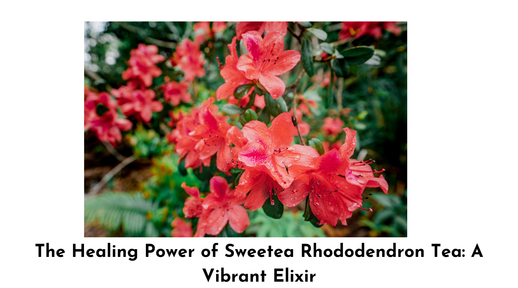Sweetea Rhododendron Tea