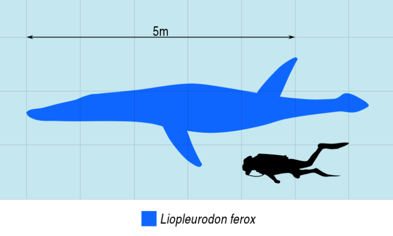Taille Liopleurodon