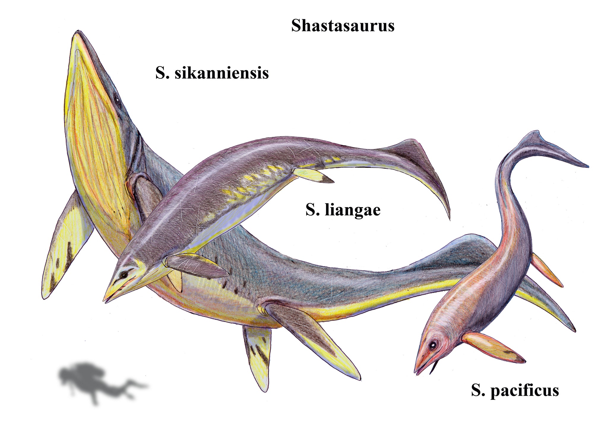 Taille Shastasaurus