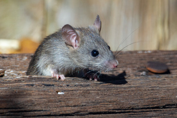 Mice in garage