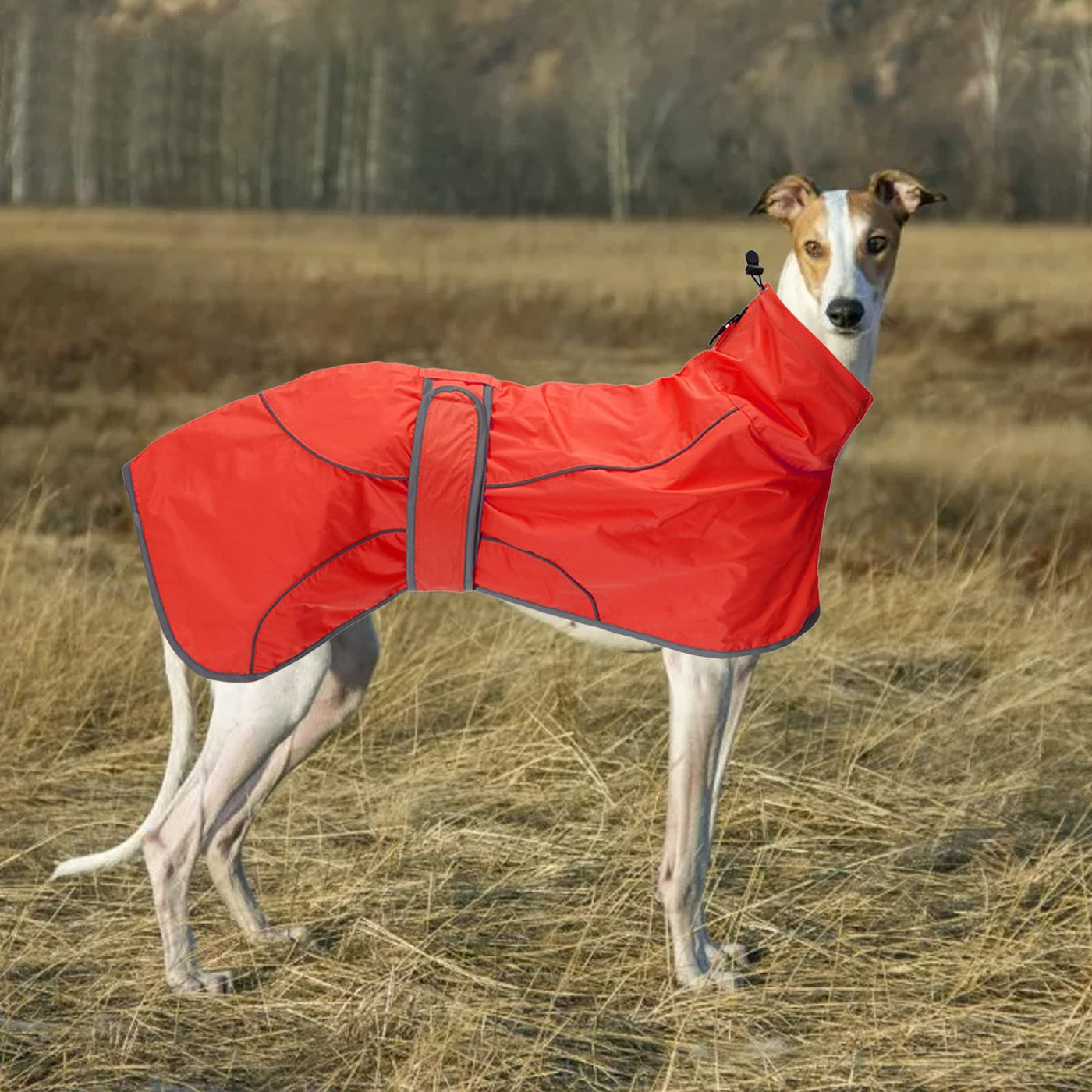 raincoats for lurchers