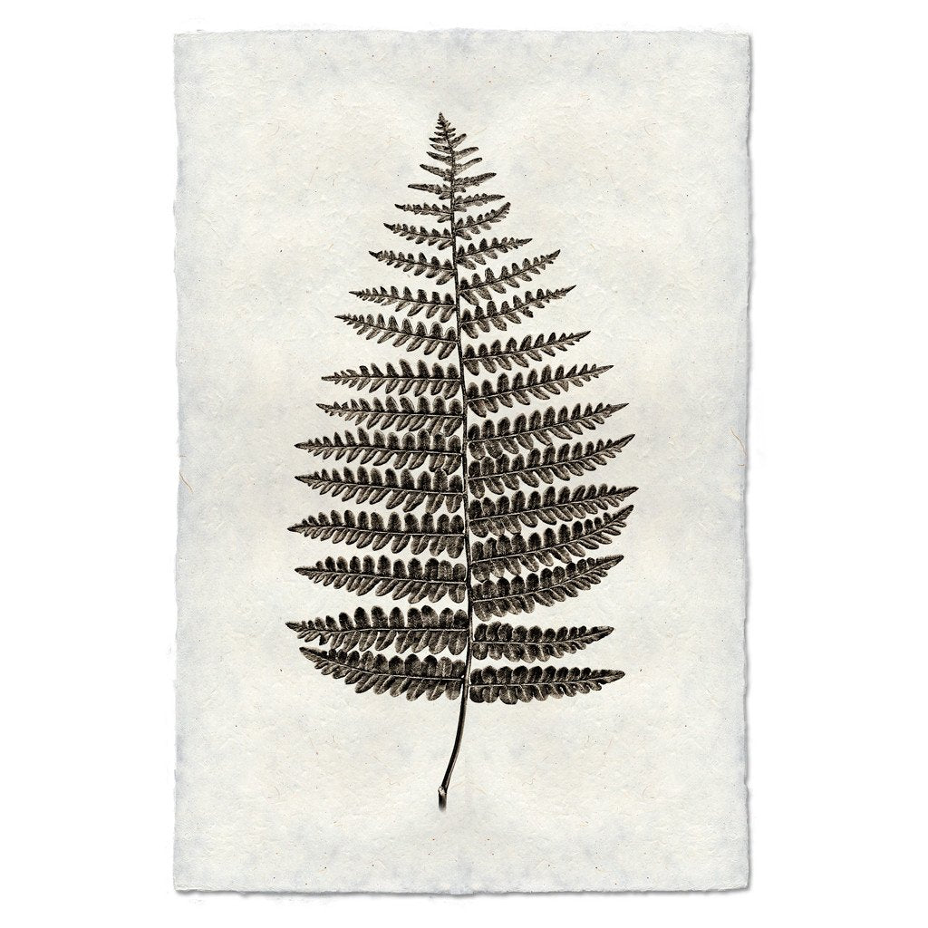 Archival Handmade Paper Fern Study #1 Print