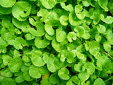 Gotu Kola