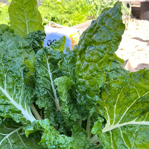 silverbeet leaves in backyard garden