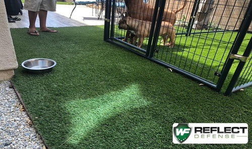 window reflection on turf melting the grass next to dogs 