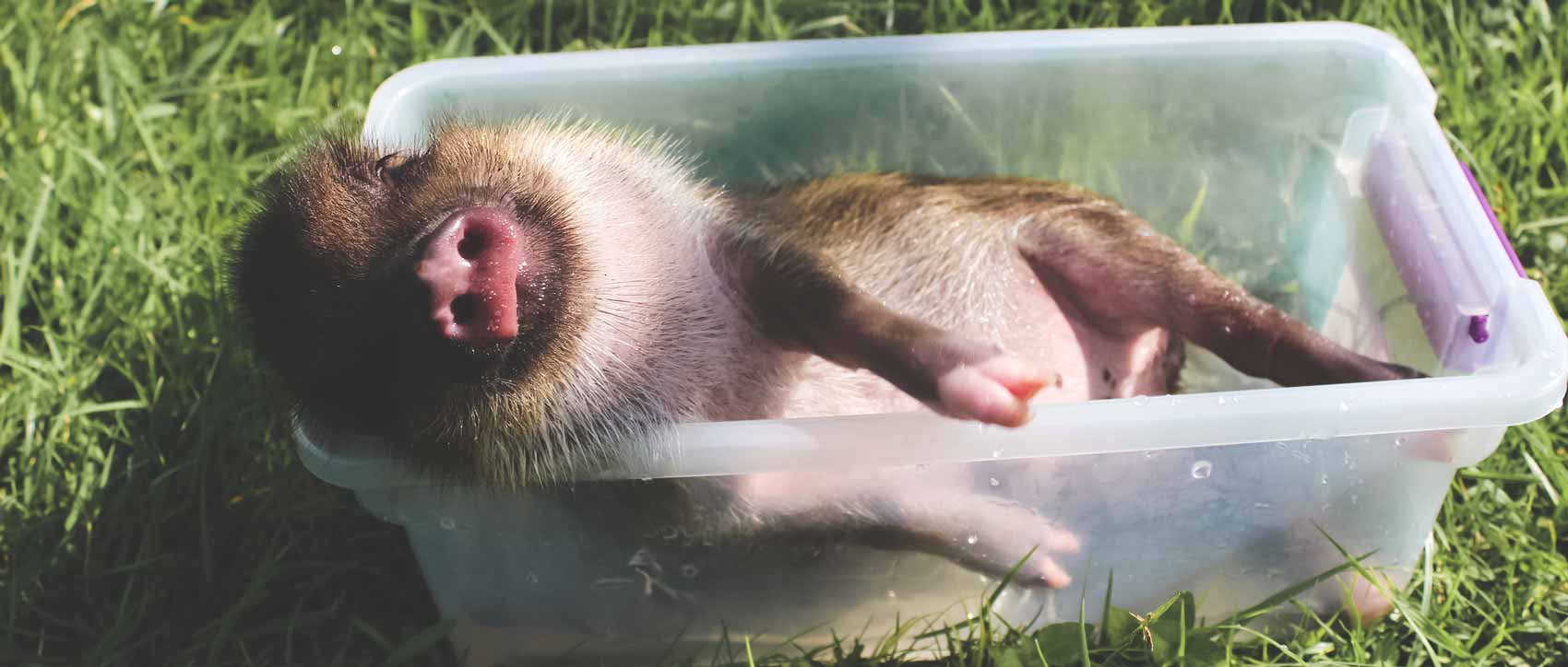 25 faits amusants sur les cochons