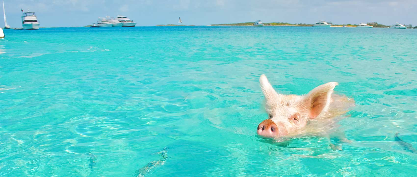 25 faits amusants sur les cochons
