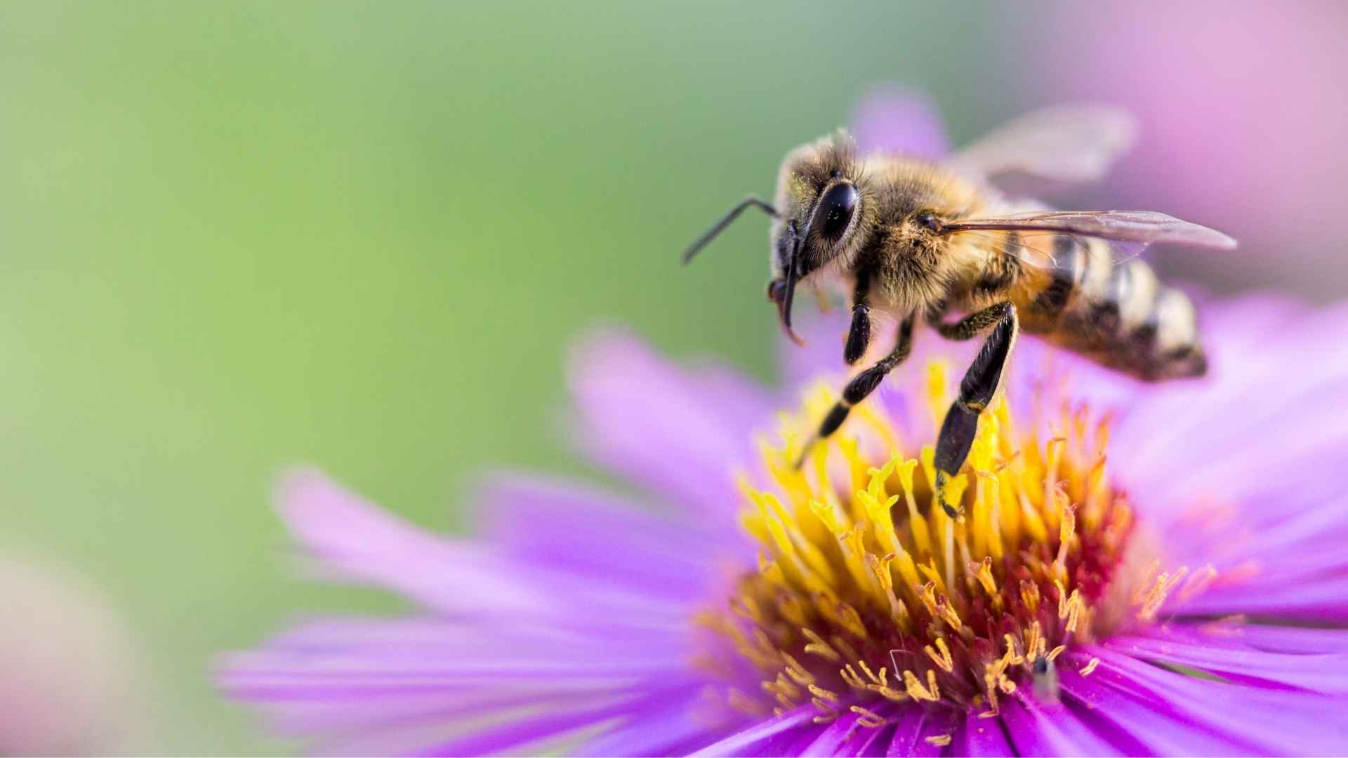 Abeille sur une fleur