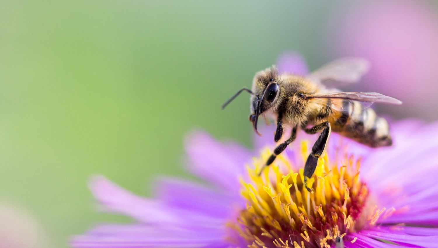 Bijou abeille