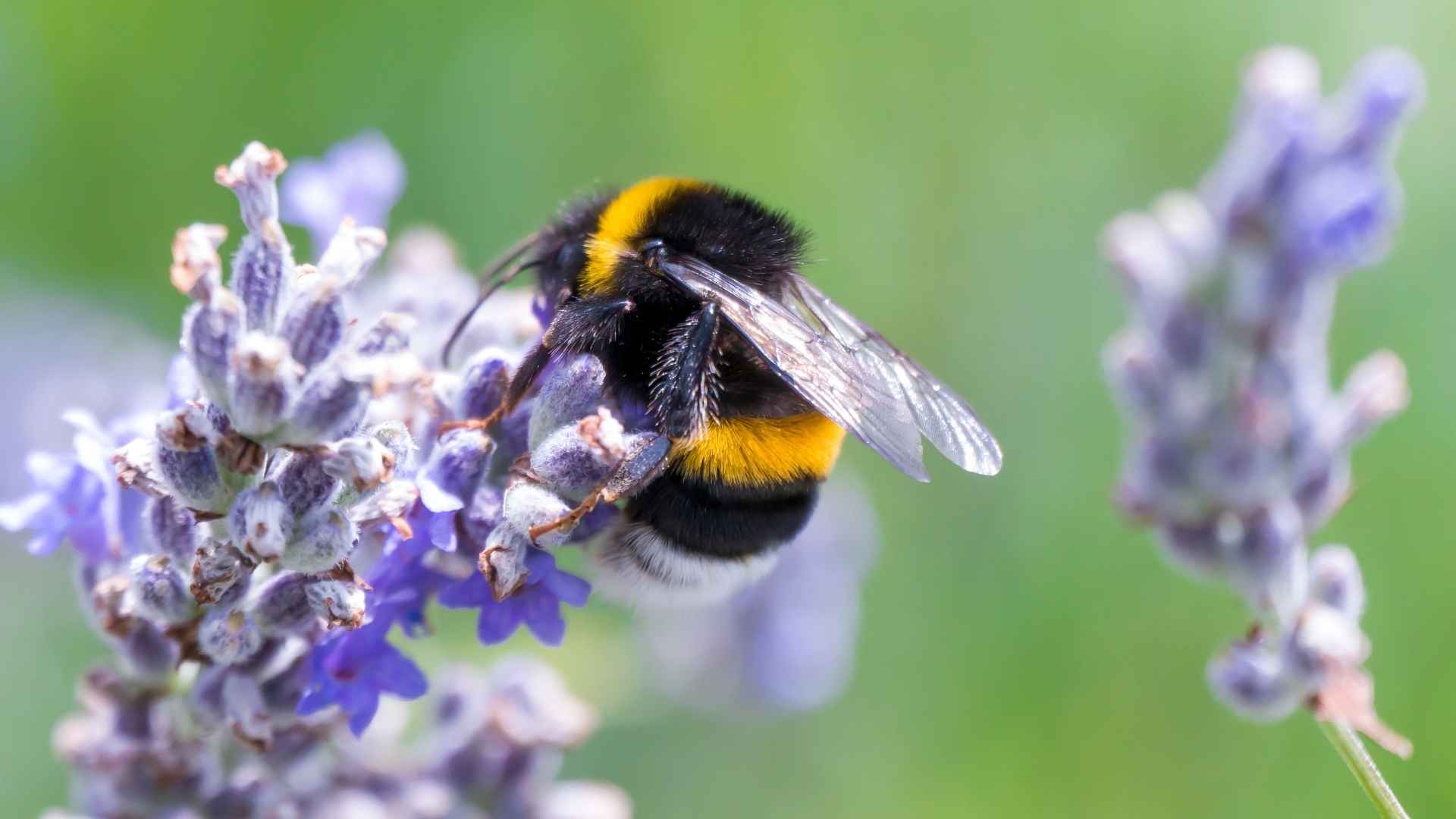 Bumblebee sur une lavande 