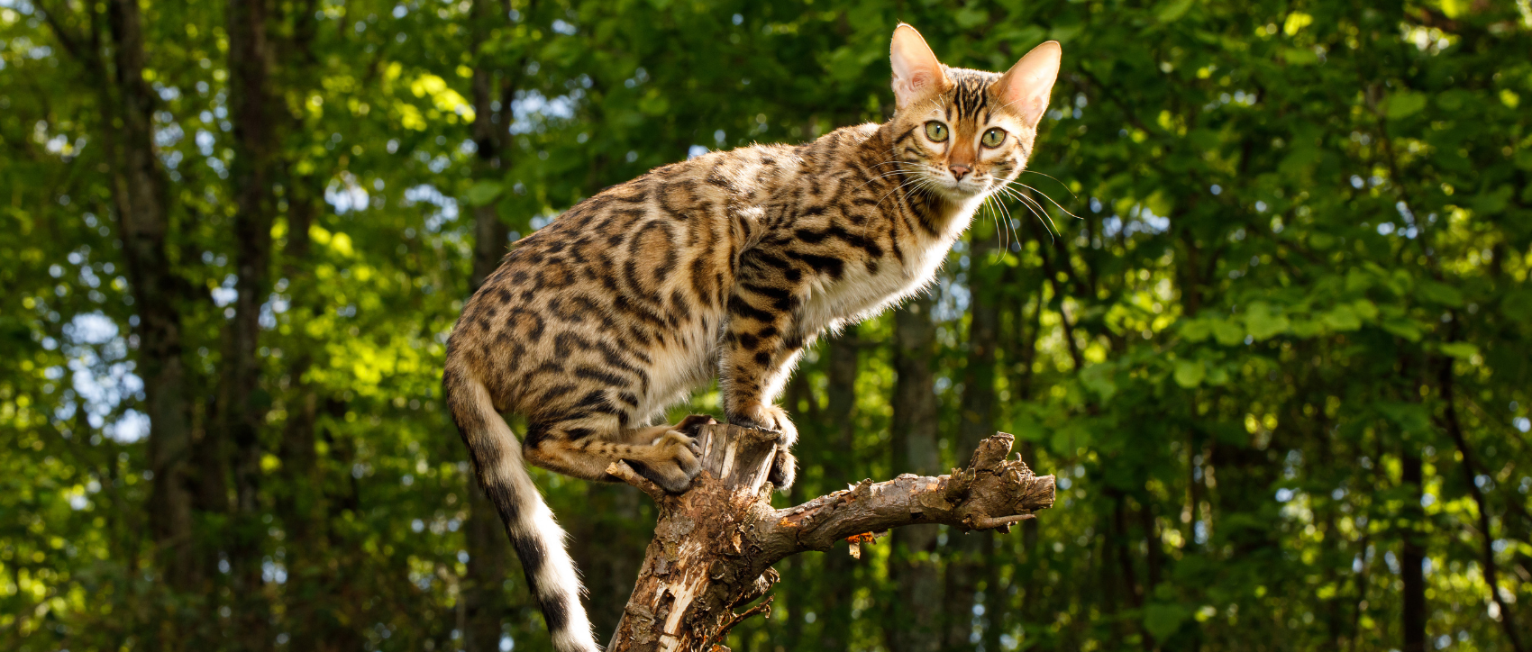 Chat du Bengale sur une branche