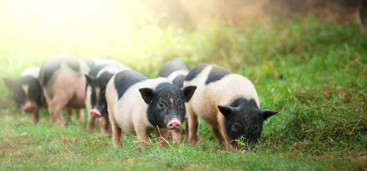 Cochon Vietnamien : Tout Savoir sur lui ! - Blog