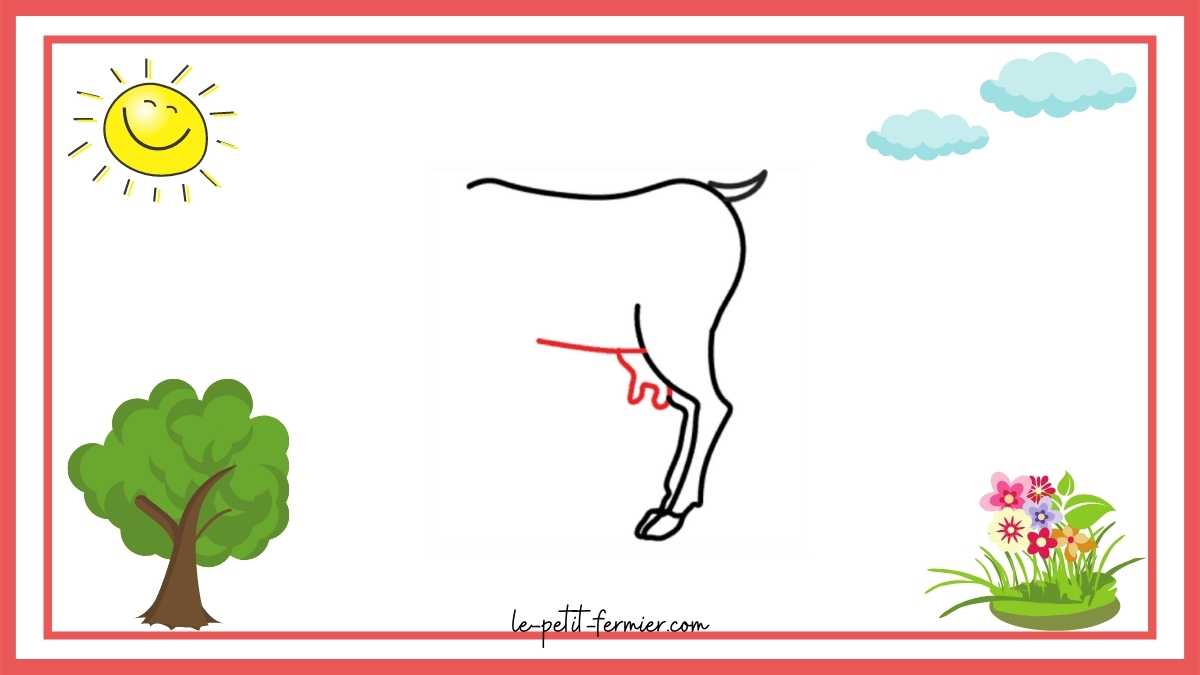 Comment dessiner une chèvre facilement étape 4 la mamelle et le ventre