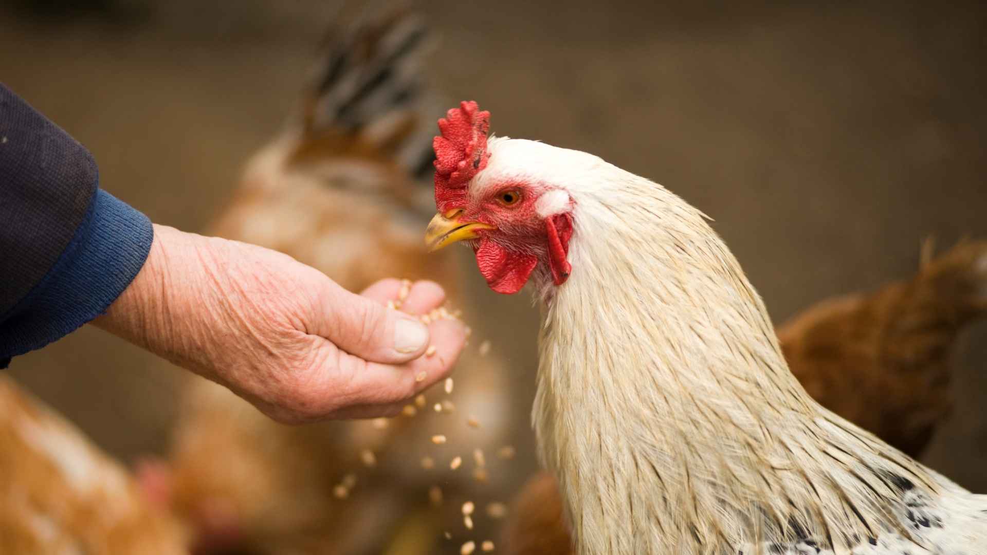 Comment les poulets ont-ils évolué ?