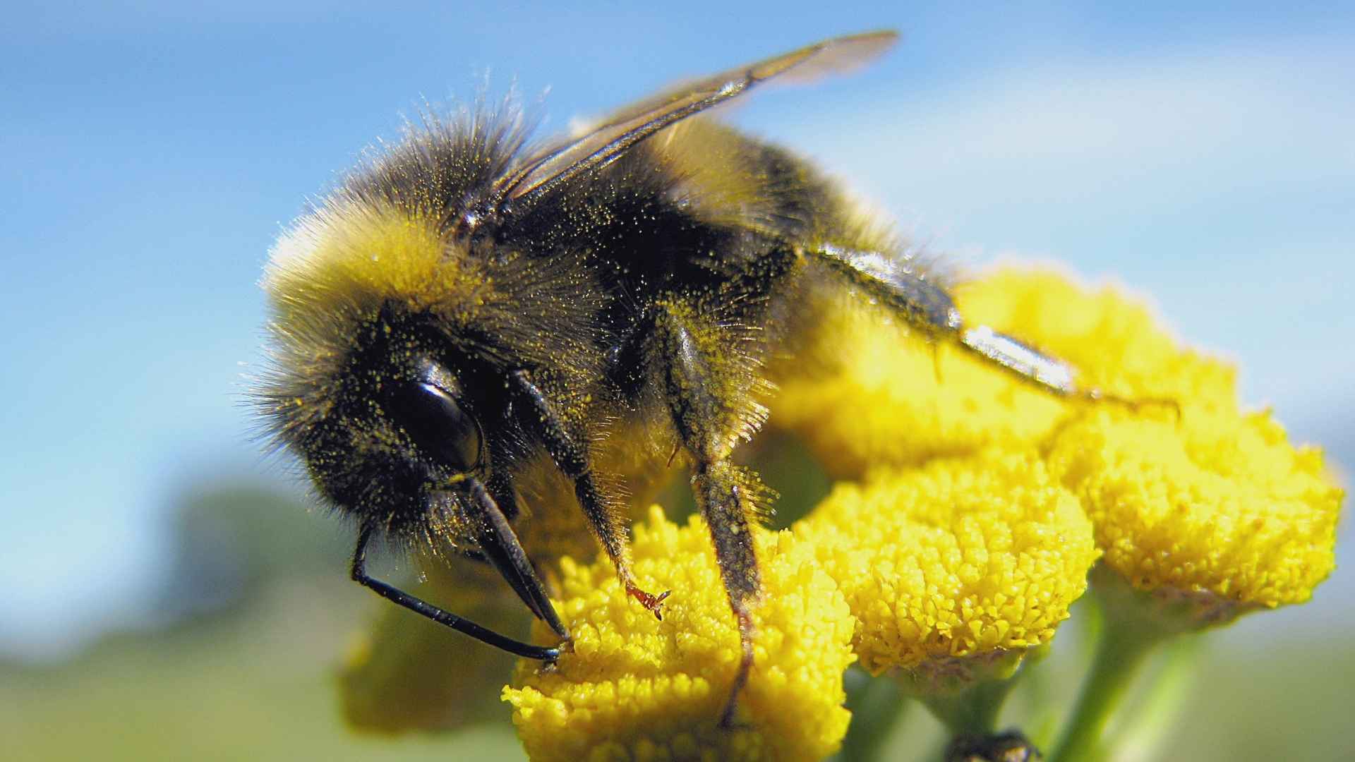 Des noms créatifs pour une jolie abeille 🐝