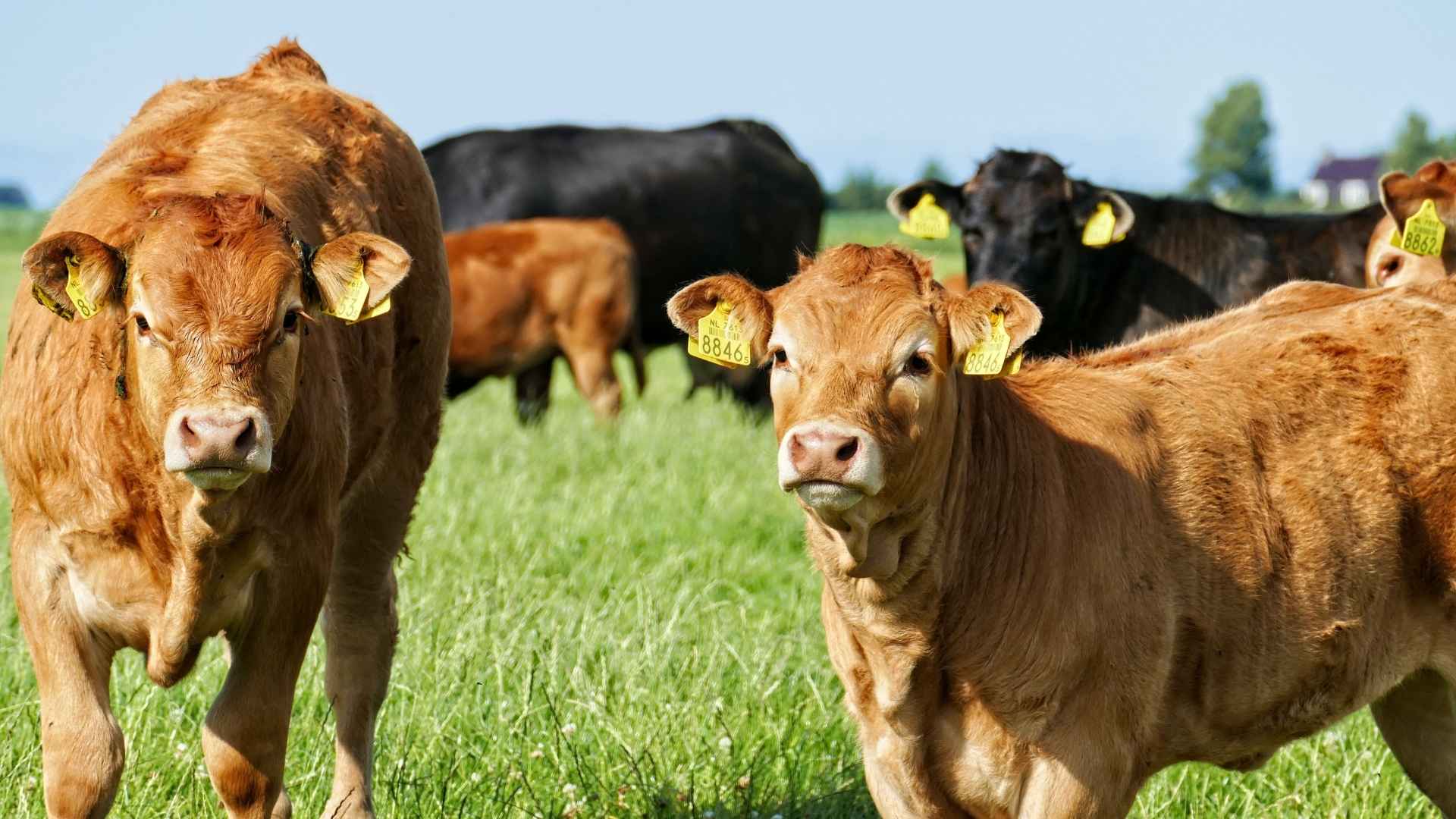 Deux vaches marron dans une prairie 