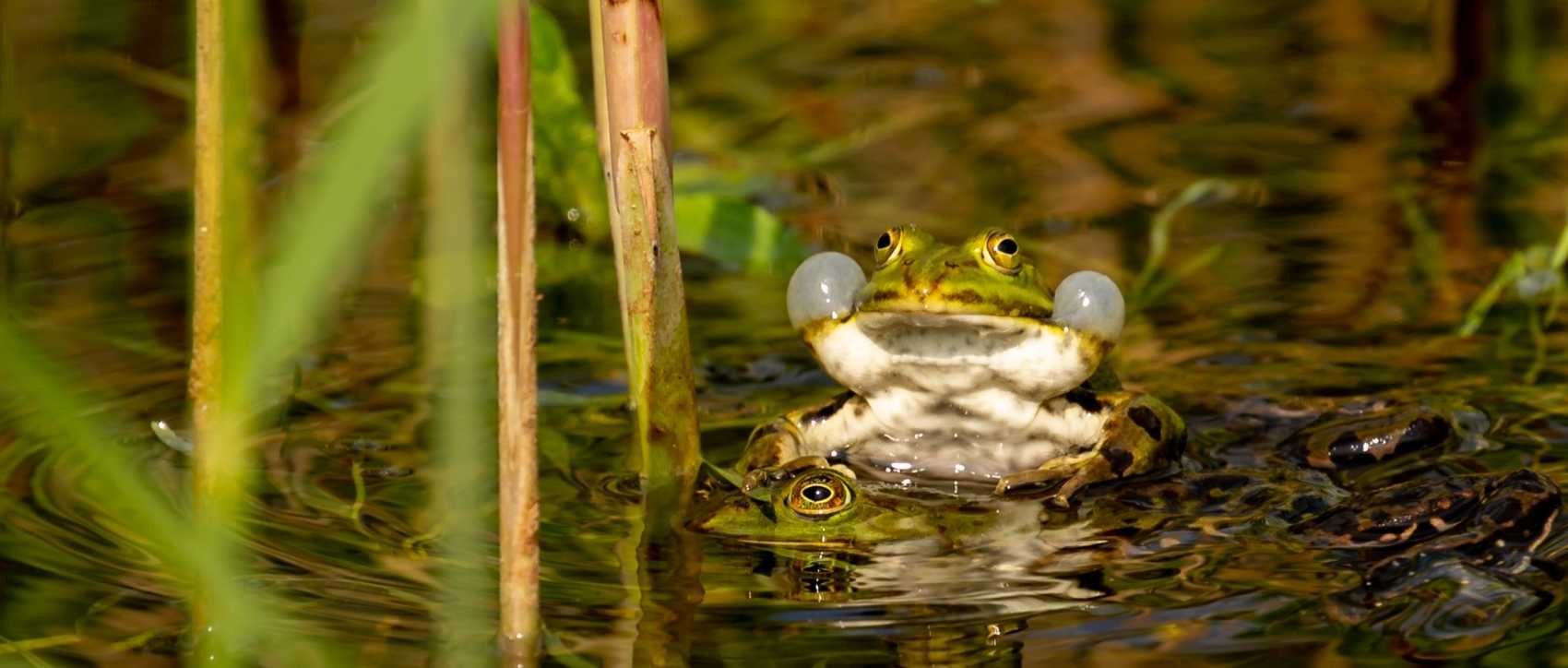 grenouille mâle et femelle dans l'eau