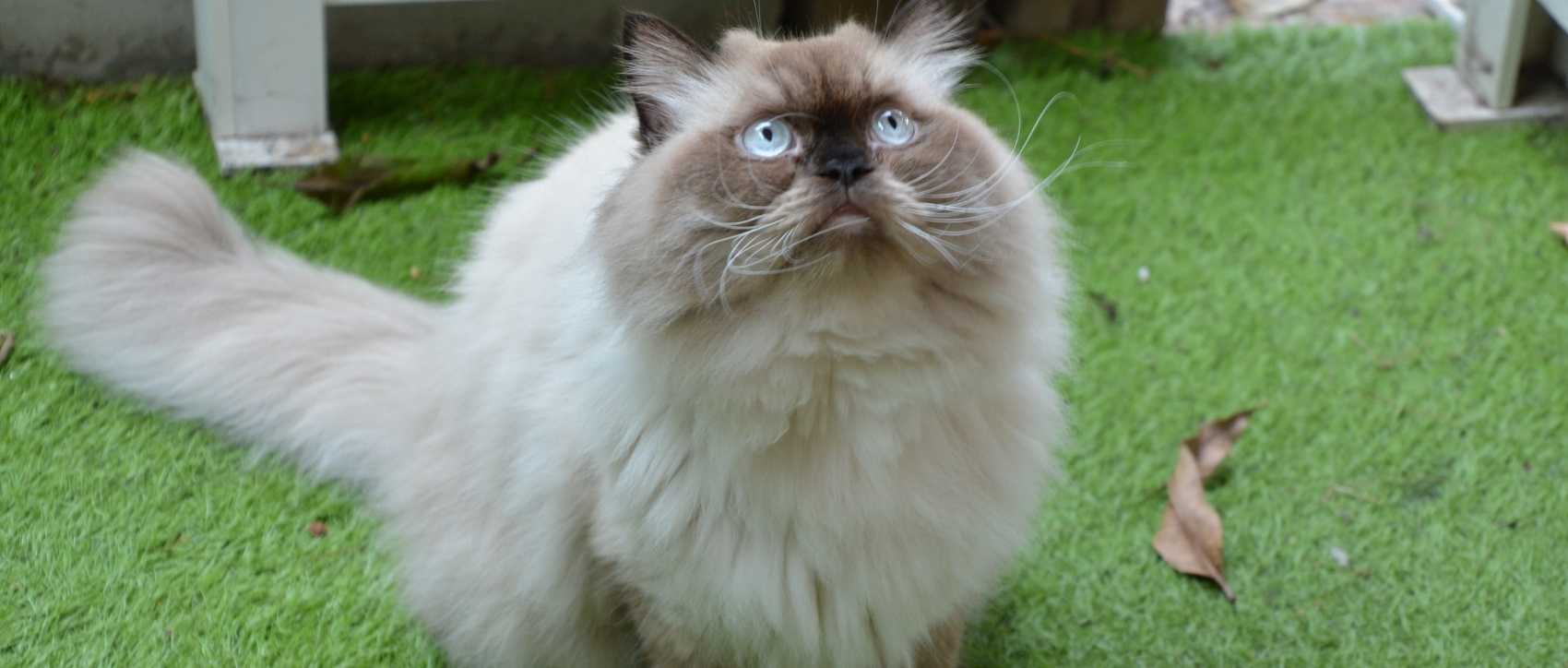 Himalayen cat