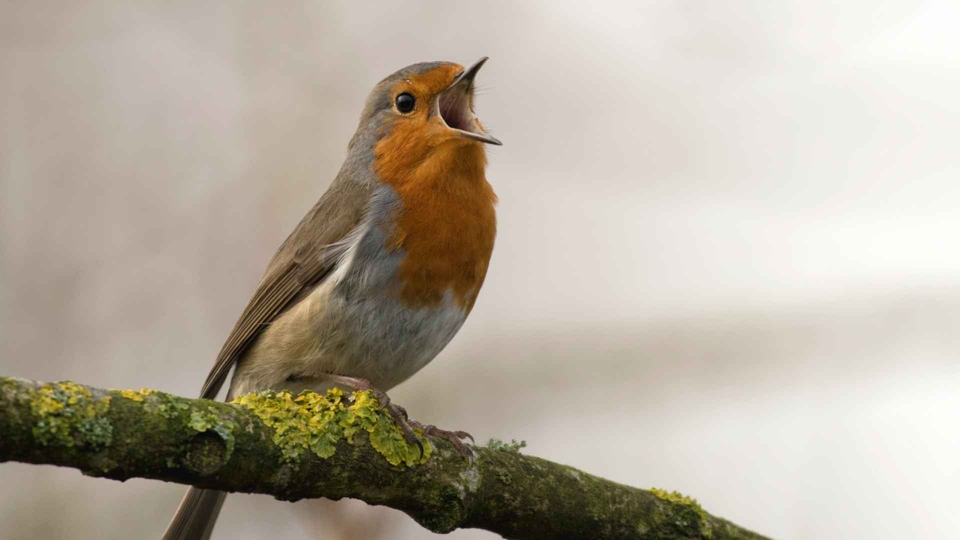 Idées de noms pour un oiseau femelle 🐦 