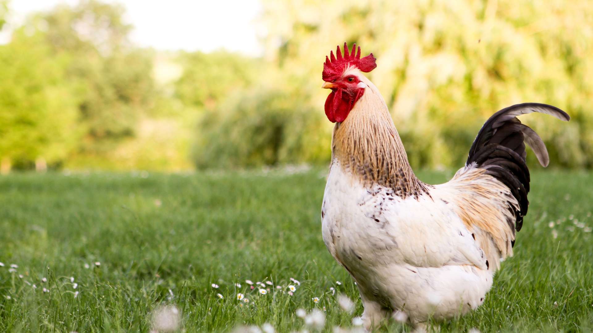 La poule - Le Petit Fermier