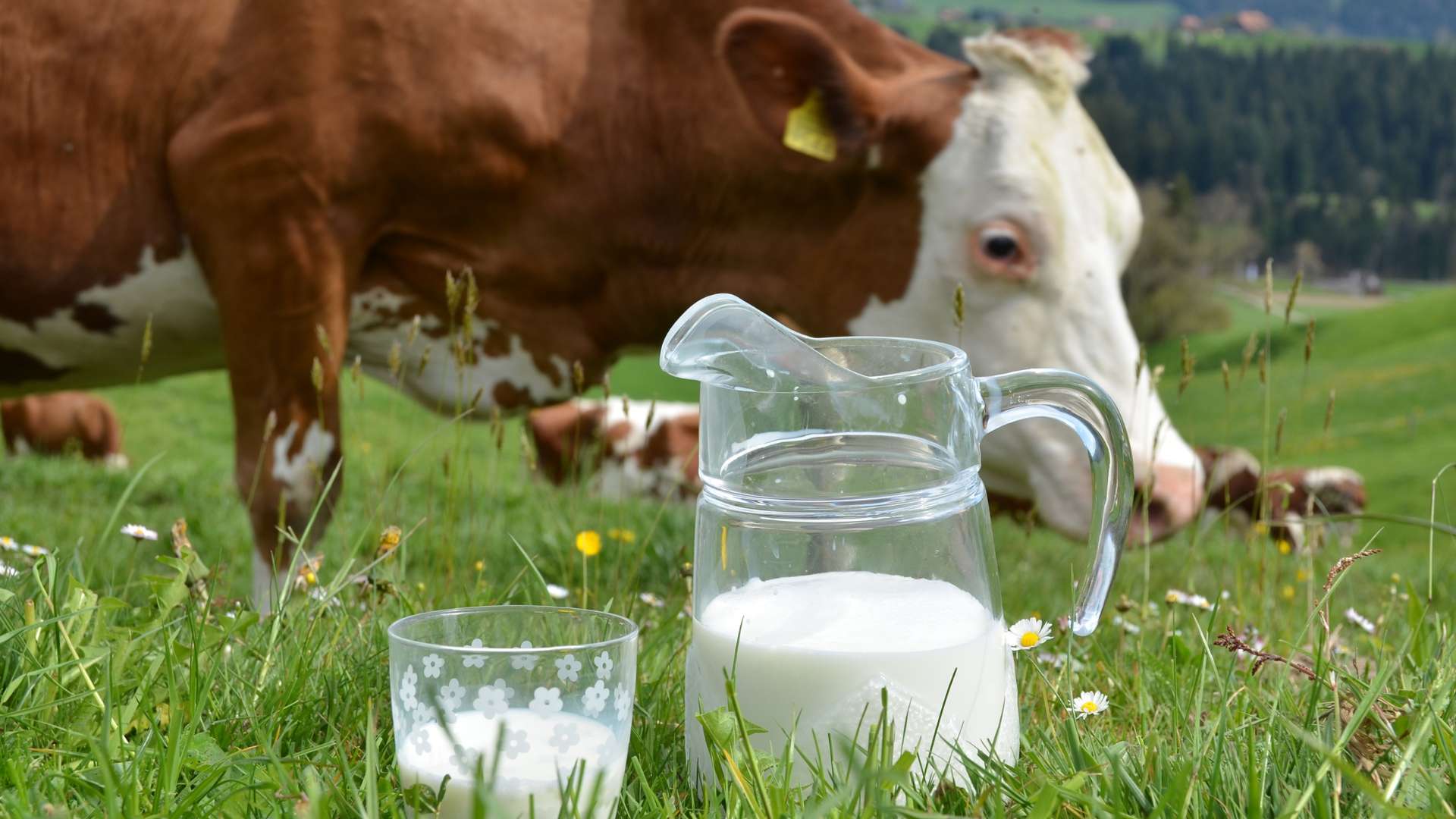 Une vache dans un champ