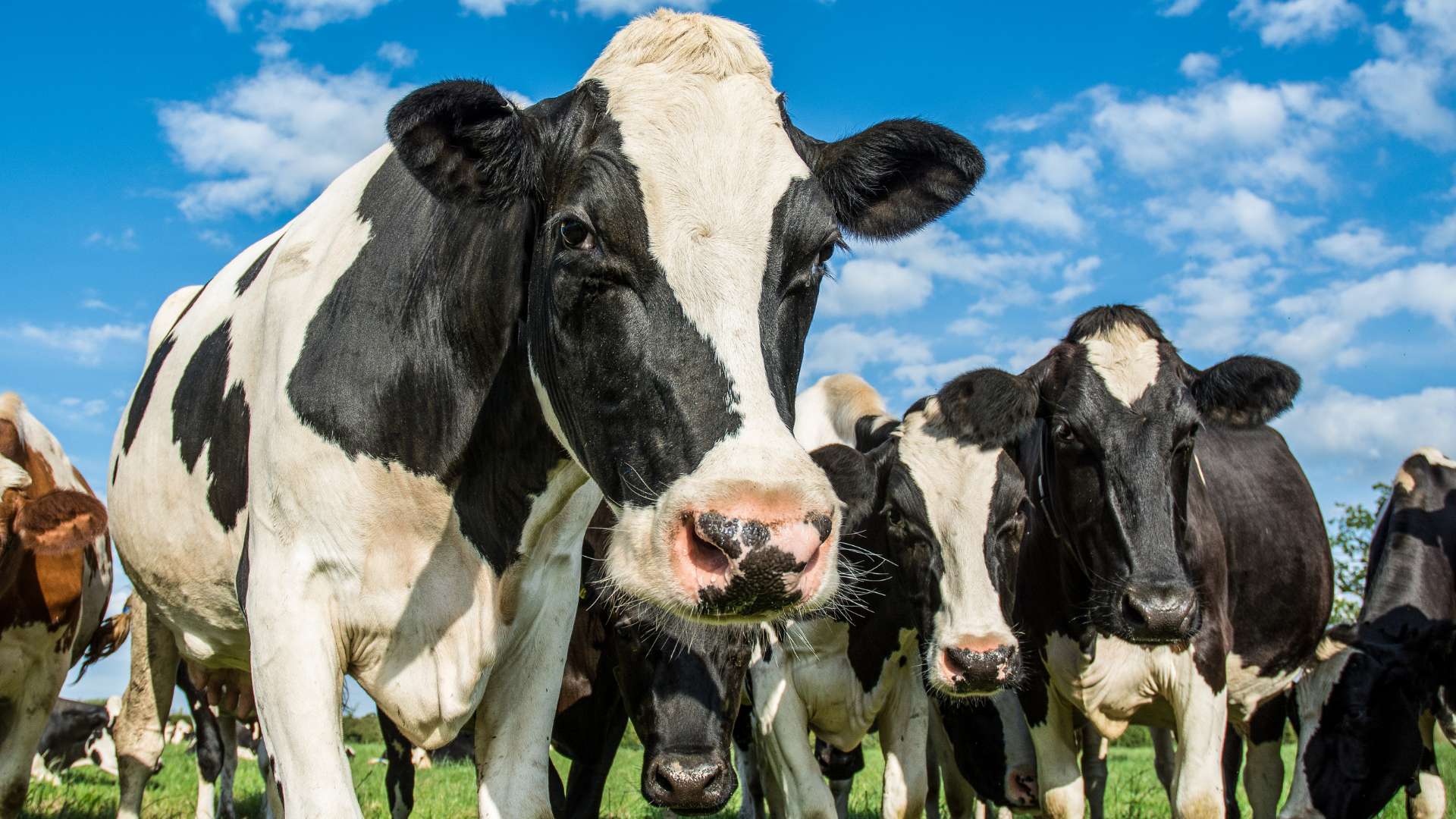 Un troupeau de vaches dans un champ